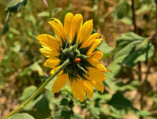A closeup of the backside of a wild sunflower hosting a ladybug.