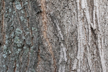 tree bark 7