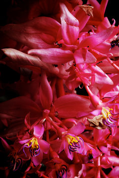 Pink Blossoms