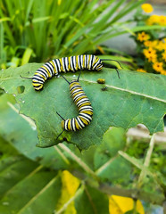 Caterpillars