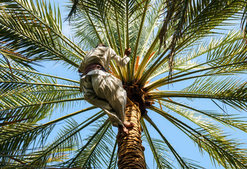 Local man climbs date palm in working ethnic clothes in UAE, bottom view.