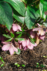 A bush of the first pink flowers of hellebore in the forest in early spring.