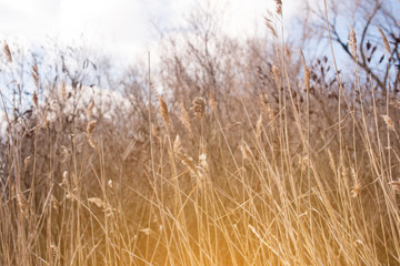 Beautiful winds view with the rays of the sun by the lake. Reeds, water, house