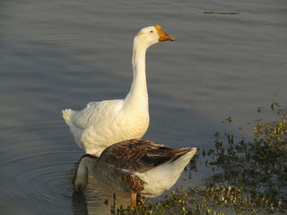 Ducks seek food in the water. beautiful ducks. ducks in water.