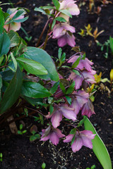A bush of the first pink flowers of hellebore in the forest in early spring.