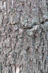 tree bark 8