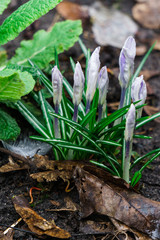 A group of not yet discovered white crocuses in the garden.