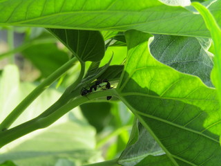 insect on leaf.