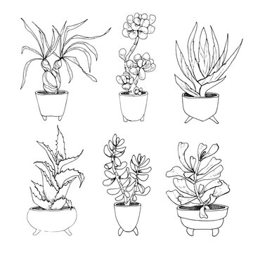 Indoor Plants Dimensions Drawings
