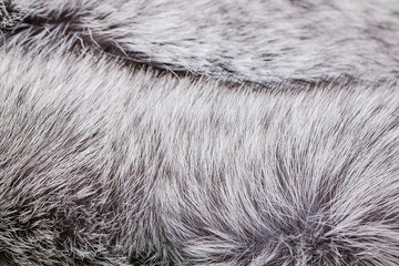 Natural fur of silver fox. Texture. Selective focus