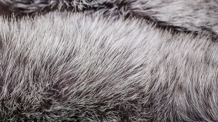 Web banner format. Natural fur of silver fox. Texture. Selective focus