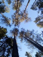 trees and blue sky
