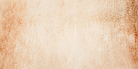 Web banner. Natural light mink fur. Texture. Selective focus
