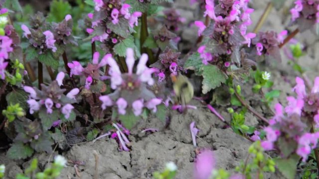 Bombus sylvarum,rare bumblebee collects purple nectar in spring, shrill carder bee, knapweed carder-bee