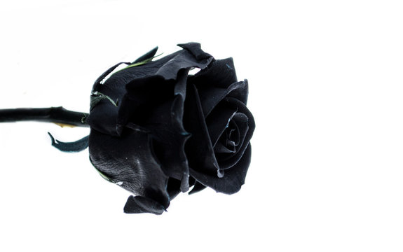 rosa negra sobre fondo blanco