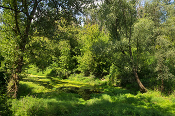 Fototapeta na wymiar Mala Wiselka river in Torun. Poland
