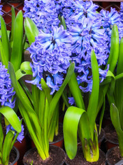 Fine blue hyacinths with a strong aroma in flower pots.