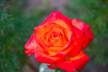 rose flower. beautiful fire flower