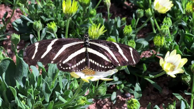 4K HD video Heliconius charithonia, the zebra longwing or zebra heliconian, a species of butterfly belonging to the subfamily Heliconiinae of the family Nymphalidae. On yellow daisy with wings open