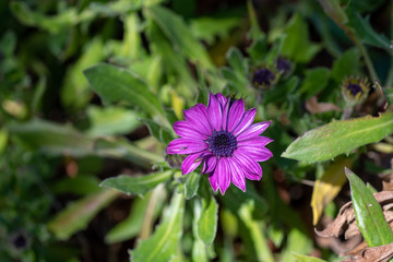 Purple flowers of Dimorphotheca ecklonis