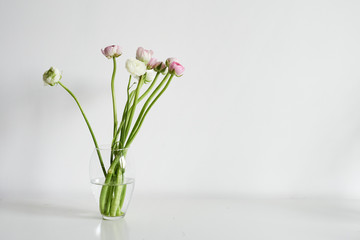 flowers persian buttercup
