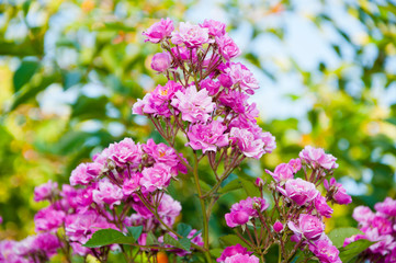 Pink roses in the garden of pink roses