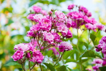 pink roses heads. soft roses and leaves. for vintage and retro decor