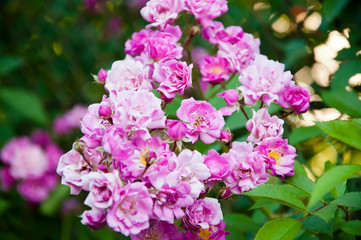 violet rose flower blooming in roses garden on background