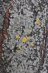 tree bark 9