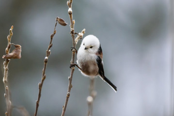 Long-tailed tit bird, Aegithalos caudatus.
