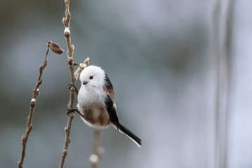 Fototapeta premium Long-tailed tit bird, Aegithalos caudatus.