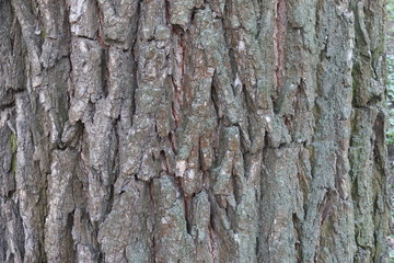 tree bark 9