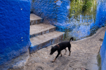 Dog and Stairs, Chefchaouen, Morocco