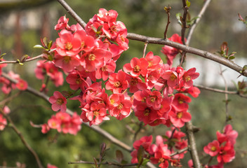 Blooming Japanese quince tree, delicate red flowers