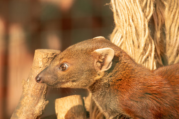 close up head portrait of a dark brown curly tail mungo	