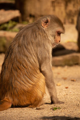 Obraz premium brown monkey sitting on a brwon sandy ground staring to the side