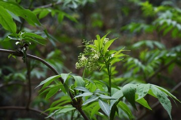 Sambucus sieboldiana is a deciduous shrub that blooms many small yellow-white flowers in spring. Young leaves are edible and flowers and leaves are medicinal.