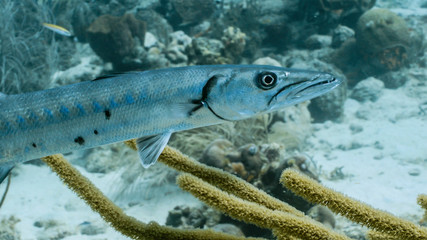 Seascape in turquoise water of coral reef in Caribbean Sea / Curacao with Barracuda, coral and sponge