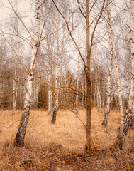 Birkenwald Allergie Pollen