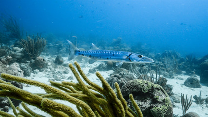 Seascape in turquoise water of coral reef in Caribbean Sea / Curacao with Barracuda, coral and sponge