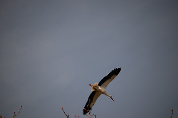 flying storck in a cloudless sky