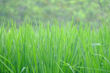 Young tropical rice plant with green leaves growing in a field with sun light and nature background
