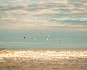 Circle of Pelicans Flying Over Ocean Waves in Golden Light