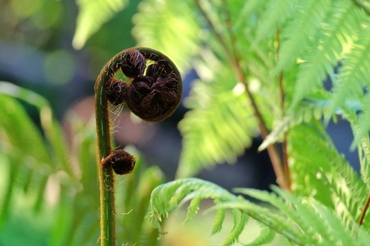 Young tropical Paco fern growing in rainforest garden with sun light and green nature background