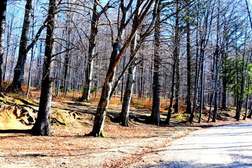 Road to the winter and touristic station Poiana Brasov, 12 km from Brasov, a town situated in Transylvania, Romania, in the center of the country