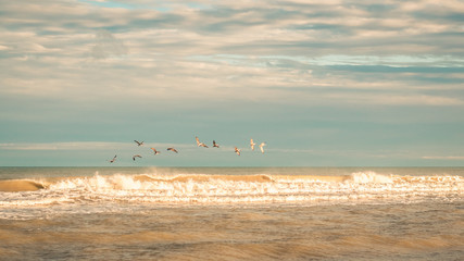 Line of Pelicans Flying Over Ocean Waves in Golden Light