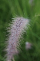 flower in grass macro shot