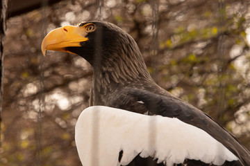 Close up portrait of a hawk head with little branches upfront