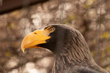 Close up portrait of a hawk head with little branches upfront