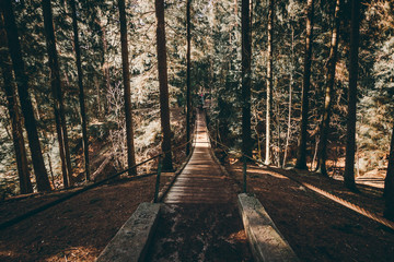 Obraz premium Suspension bridge in the pine forest. Sunny weather and dark tree silhouettes